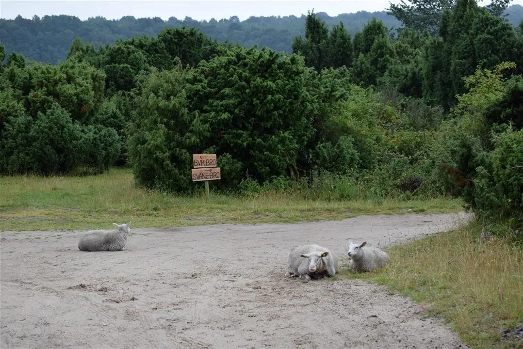 G21.4 bramslev bakker restaurant lunch fri 21 jul (4)